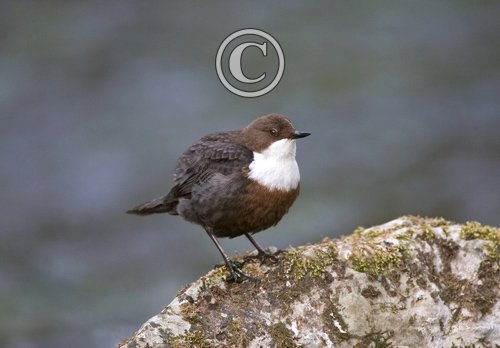 Dipper DM0938